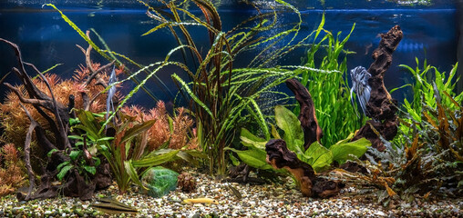Freshwater aquarium with snags, green stones, tropical fish and water plants. Blue marbled...