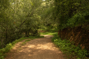 Forest Road