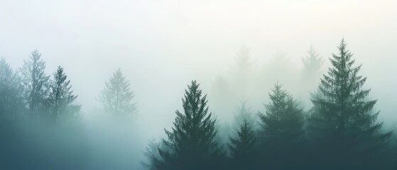 Serene foggy forest at dawn with soft light and shadowy trees