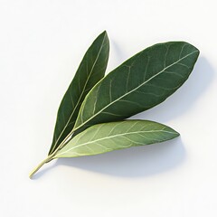 Fototapeta premium Lush green leaves nature garden plant photography close-up fresh