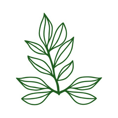 leaves isolated on white background