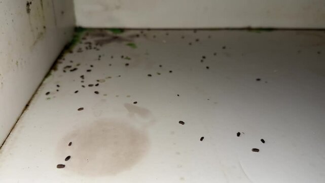 Old dirty dishwashing cabinet box moldy bathroom ceiling damp floor fungus infection wet orange corrosion rat poop unsanitary conditions house cleaning moisture bacteria stove problem decontaminate