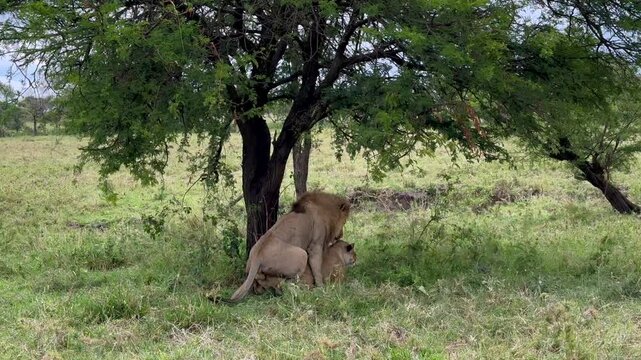Lions (Panthera leo) mating in the shade of a tree in Serengeti National Park, Tanzania.