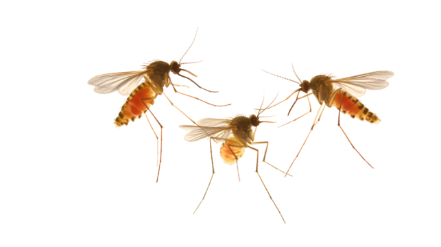 Three Mosquitoes BloodFed Insects CloseUp Macro Photography