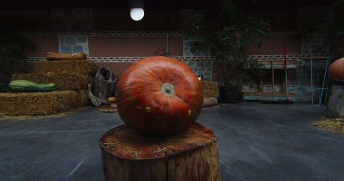 Beautiful slow motion shot of a classic American Halloween pumpkin inside a display room in an orchard in the afternoon.