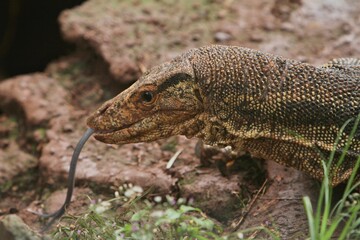 Obraz premium a salvator lizard surveying the surroundings from the rocks