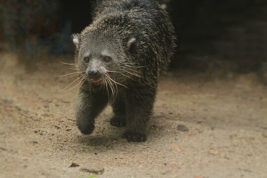 a binturong walks on the sandy ground
