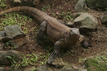 a komodo dragon crawling in the bushes in the morning