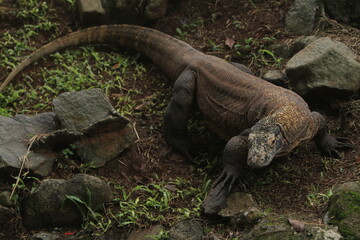 a komodo dragon crawling in the bushes in the morning