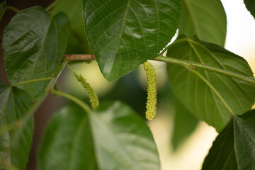Sahtut Tree