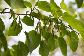 Sahtut Tree