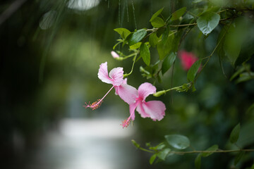 Fototapeta premium Hibiscus flowers