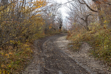 a wet dirt road in the autumn period of the year in a wooded area with fallen yellow leaves