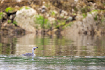 Single red-throated loon swimming around a bay with rocks in the background. McMicking Inlet on Campania Island, British Columbia, Canada