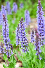 Beautiful woodland sage (Salvia nemorosa Blauhügel) flowers.