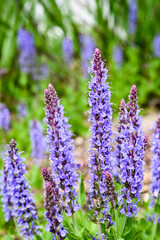 Naklejka premium Beautiful woodland sage (Salvia nemorosa Blauhügel) flowers.