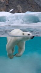 Fototapeta premium Polar bear swimming in crystal-clear Arctic waters