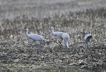 Naklejka premium Sandhill Crane aka Grus canadensis feeding on grain field