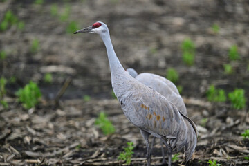Obraz premium Sandhill Crane aka Grus canadensis feeding on grain field