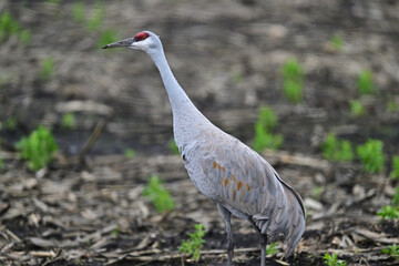 Naklejka premium Sandhill Crane aka Grus canadensis feeding on grain field