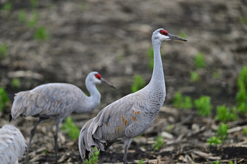 Fototapeta premium Sandhill Crane aka Grus canadensis feeding on grain field