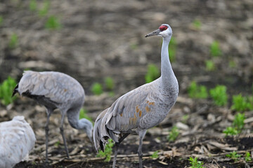 Fototapeta premium Sandhill Crane aka Grus canadensis feeding on grain field