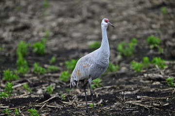 Sandhill Crane aka Grus canadensis feeding on grain field