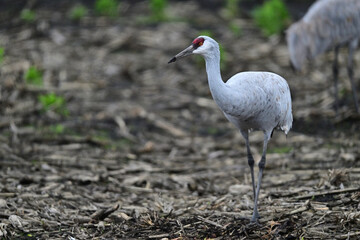 Fototapeta premium Sandhill Crane aka Grus canadensis feeding on grain field