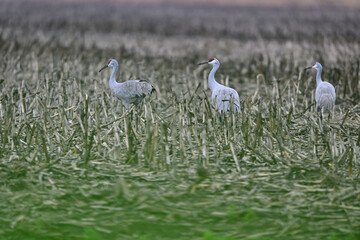 Sandhill Crane aka Grus canadensis at Staten Island, CA