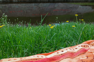Lush green grass close up