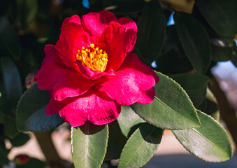 赤いツバキの花　クローズアップ