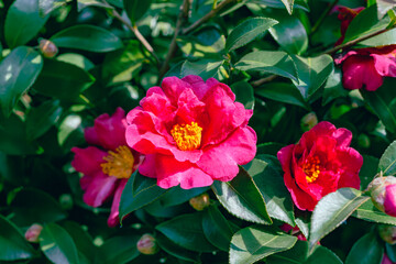 赤いツバキの花　クローズアップ