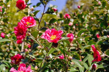 赤いツバキの花　クローズアップ