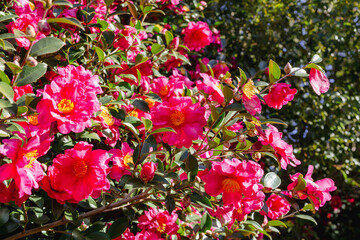 赤いツバキの花　クローズアップ