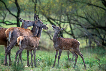 Young red deers getting acquainted. Ugra National Park, october