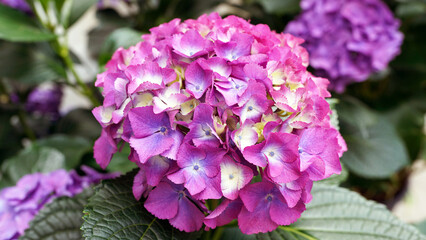 Endless Summer Hydrangea 'Summer Love' - Purple Blooms for Gardens and Parks