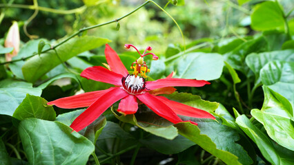 Passionflower, Passiflora vitifolia, Passifloraceae family. Flower native to the Amazon rainforest and Brazil