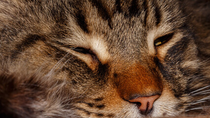 Gray Maine Coon cat resting on bed