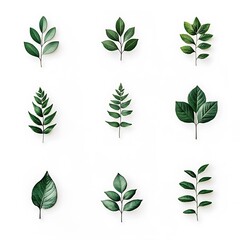 Collection of different green plants on solid white background suitable for copying and graphical and artwork project, green fresh leaves