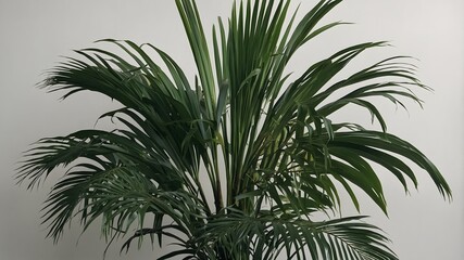 Obraz premium Modern Art of Nature: Abstract Representation of Areca Palm Leaves