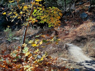 Gabrieleno Trail, Chantry Flat Recreation Area, Angeles National Forest 