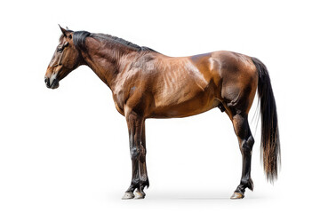Fototapeta premium A side view of a brown horse standing on a white background.