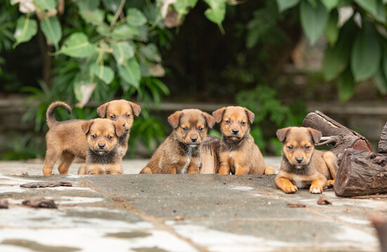 Indian Puppies