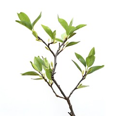 Fototapeta premium Frangipani tree isolated on white background with clipping path.