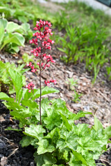 Beautiful Coral Bells (Heuchera sanguinea) flowers.