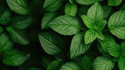 Foliage green concept. A close-up of vibrant green mint leaves with intricate textures and patterns.