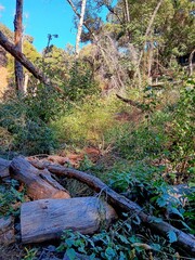 Gabrieleno Trail, Chantry Flat Recreation Area, CA 