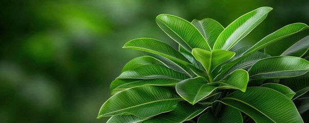 Foliage green concept. Close-up of vibrant green leaves on a plant, showcasing natural textures and hues.