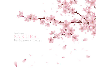 枝に咲く桜と桜の花びら舞う背景のリアルイラスト｜春の景色