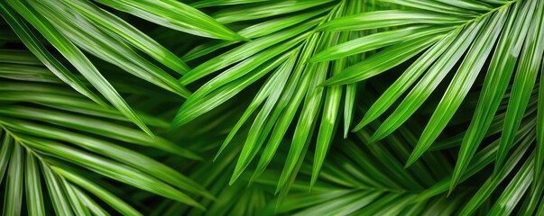 Foliage green concept. Vibrant green palm leaves showcasing natural beauty and tropical elegance.